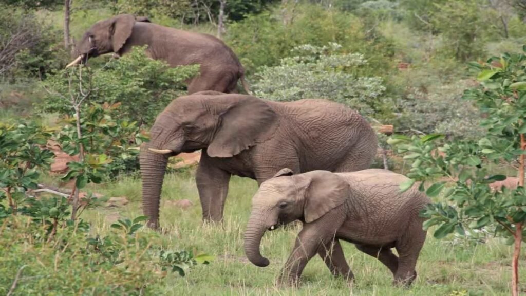 Group of elephants : गजराज बने यमराज: जंगली हाथियों का आतंक एक ग्रामीण को मार डाला…