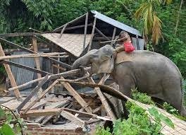 Jashpur Elephant News